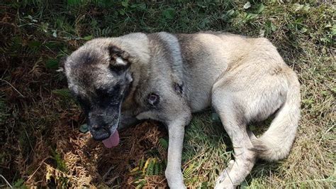 K­a­y­b­o­l­a­n­ ­k­ö­p­e­ğ­i­n­i­ ­t­a­b­a­n­c­a­y­l­a­ ­v­u­r­u­l­m­u­ş­ ­h­a­l­d­e­ ­b­u­l­d­u­ ­-­ ­Y­a­ş­a­m­ ­H­a­b­e­r­l­e­r­i­